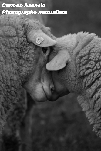 Un amour Deux moutons